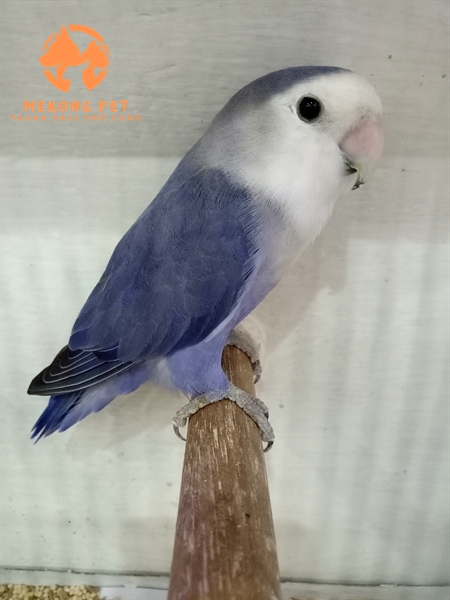Bán vẹt lovebird violet tại tphcm